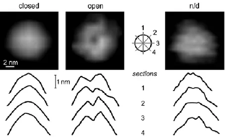 Figure 14: The AFM images of yeast core proteasomes show two 