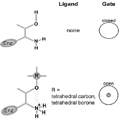 Figure 16:  The shift toward open gate is noted when the α amine is 