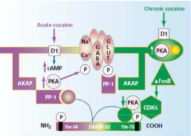 Figure 1.3   Acute and chronic effects of cocaine on the dopamine receptor (D1) signaling pathway