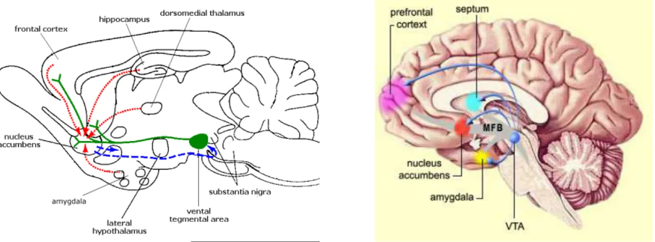 Figure 1.4  Organization of mesocorticolimbic system on rat brain (on the left) and human brain (on the right)