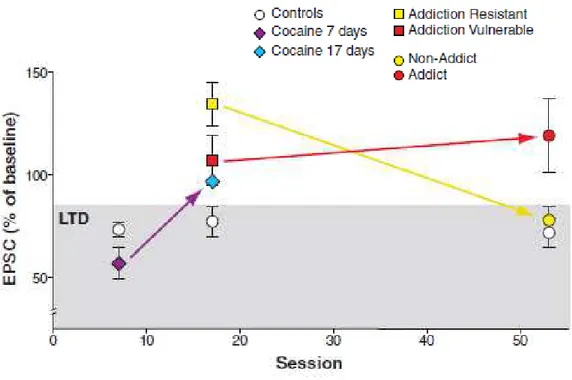 Figure  1.6      NMDAR-dependent  LTD  is  disrupted  in  Addict  animals.  In  the  graph  are  shown  the  averaged  data  of  representative excitatory postsynaptic current (EPSC) traces