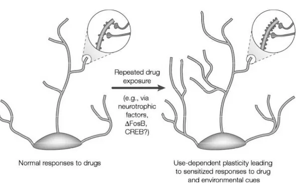 Figure  1.8        Regulation  of  dendritic  structure  by  drugs  of  abuse.  The  figure  shows  the  expansion  of  a  neuron’s  dendritic tree after chronic exposure to a drug of abuse, as it has been observed in the NAc and PFC for cocaine and  relat