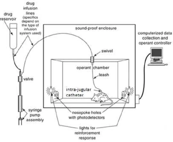 Figure 1.9   Intravenous self-administration apparatus used to deliver response-contingent drug infusions and collect  data  during  self-administration  sessions
