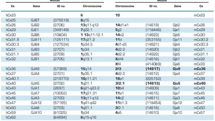 Table 1.1  Family of human and murine connexins. For each protein is reported also the gene name and the position  on chromosomes