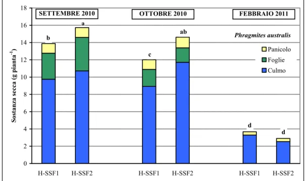 Figura  5-3  –  Sostanza  secca  mediante  prodotta  da  ciascuna  pianta  di  Phragmites  australis  nei  due  letti di fitodepurazione  (lettere diverse  indicano  differenze  statisticamente  significative  per P&lt;0,05) 