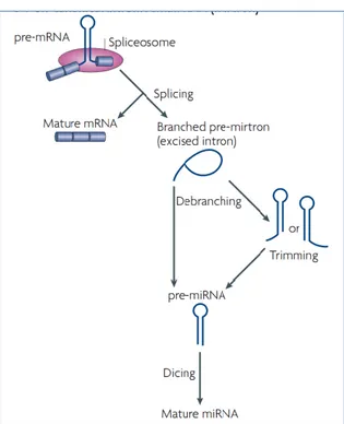 Figura 10. Biogenesi dei mirtrons. (Kim, Nat Rev  Molecular cell Biology 2009).