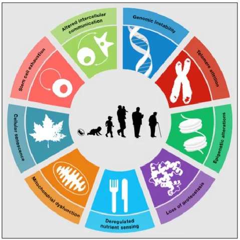 Figura 1. Caratteristiche dell'invecchiamento. Lopez-Otin Carlos et al 2013