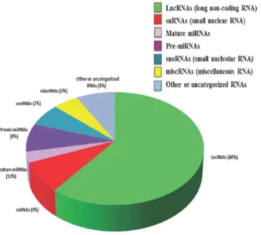 Figure 2. 3. Distribution of non-coding RNA types within the human genome (Malek et al., 2014)