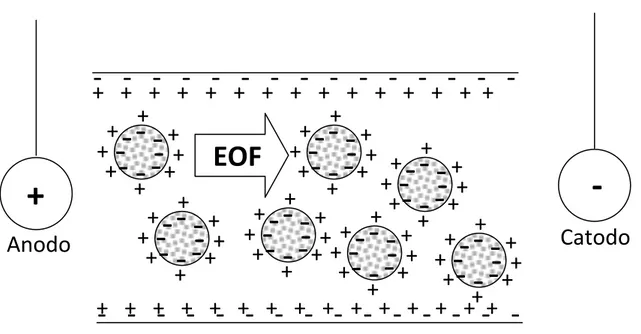 Figura 18: Generazione dell'EOF  in seguito all’applicazione di un campo elettrico. 
