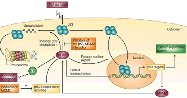 Fig. 1.2 :  Il  soppressore  tumorale  p53  e  la  proteina  MDM2  (E3  ubiquitin-protein  ligase  MDM2)  costituiscono  un  raffinato sistema di regolazione reciproca