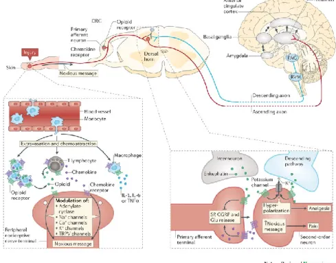 Fig. 3.6:  Modulazione del messaggio nocicettivo attraverso l’attivazione dei recettori oppioidi e la via di segnalazione  mediata dalle chemochine