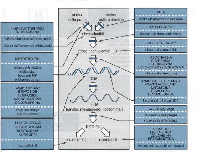 Fig. 1.3:  Schema dei meccanismi e dei siti d’azione di alcuni agenti chemioterapici utilizzati nelle  patologie  neoplastiche