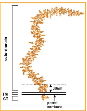 Figura 4. Organizzazione cellulare del core proteico nella MUC-1. 