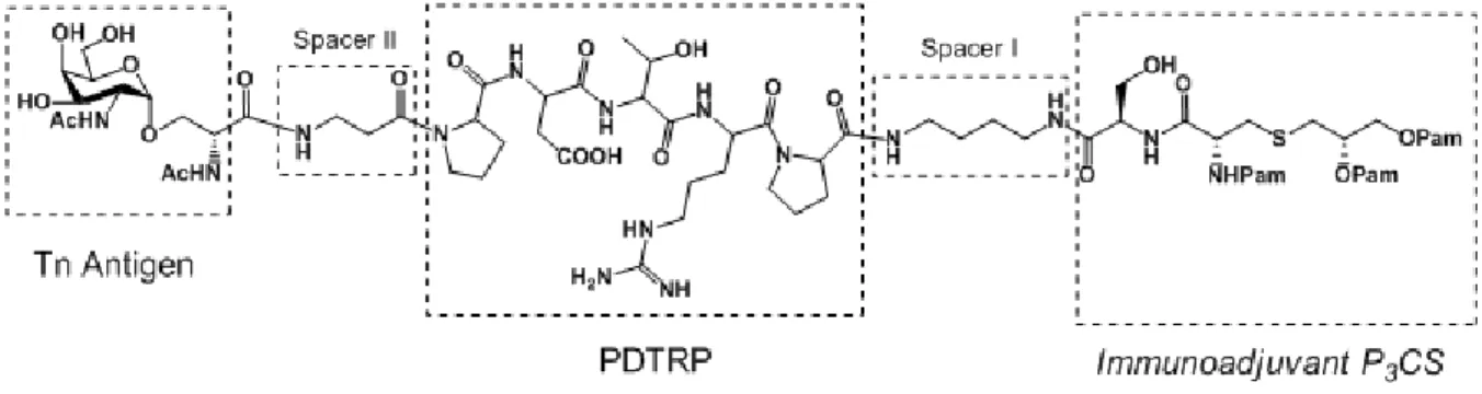 Figura 9. Vaccino monomerico Tn-PDTRP-P 3 CS. 
