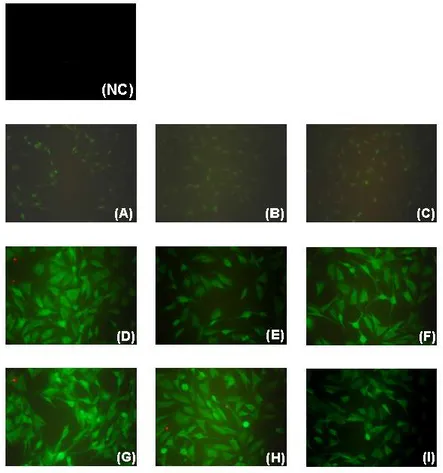 Figure  6  -  Immunofluorescence  analysis  of  neurofibromin  in  100nM 