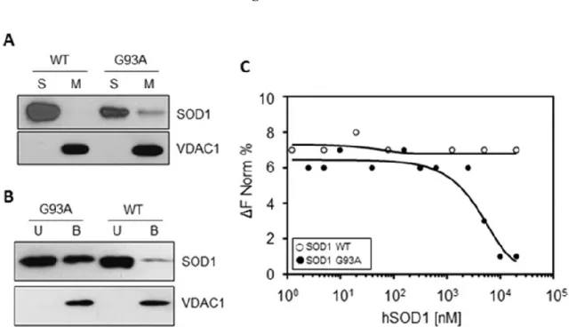 Figure  1.  SOD1  G93A  interacts  with  the  cytosolic  surface  of  mitochondria  and  VDAC1