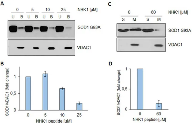 Figure 5. NHK1 peptide impairs VDAC1-SOD1 G93A interaction. (A) Representative 