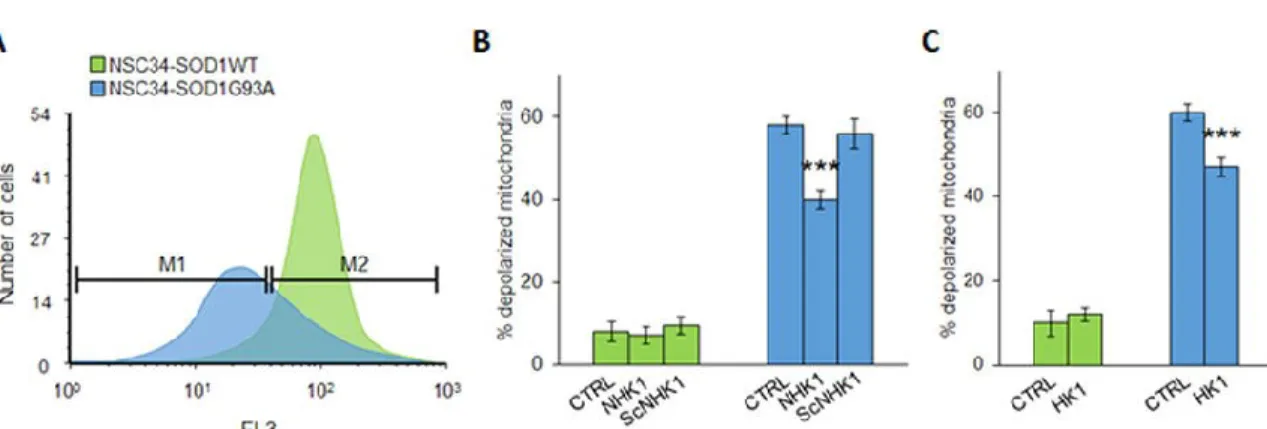 Figure 7. NHK1 peptide recovers the mitochondrial functionality of NSC34 cells. (A) 