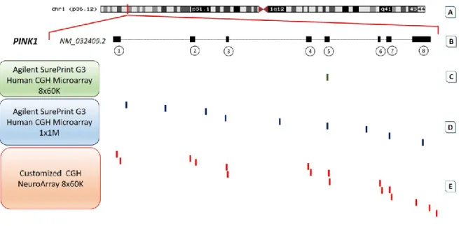 Figure 2. Oligonucleotide probe distribution on PINK1 in different commercially available whole-genome  aCGH platforms and NeuroArray