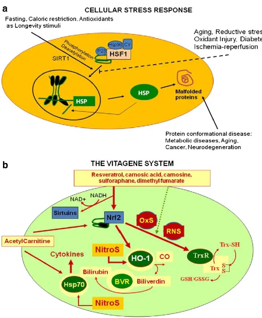 Figure  1  a,  b:  Vitagenes  and  the  pathway  of  cellular  stress  response.  Cumulating  misfolded  proteins  in  response  to  proteotoxic  environmental  stress  conditions  triggers  the  cellular  stress  response (Figure 1a)