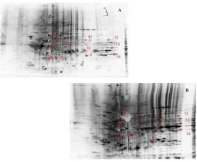 Figure 3: Two-dimensional carbonyl immunoblots from aged (A) and senescent rat  cortex (B)
