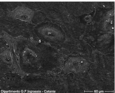 Figure 4. Cells after 3 hours showed different shapes and sizes (500x). 