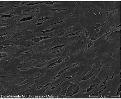 Figure 8 – hBMSCs cultured on tissue culture plates at day 15 appeared extensively flat (500x)