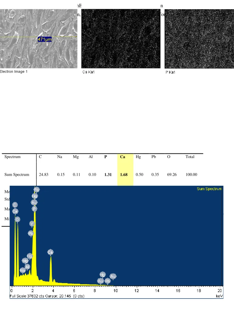 Table  II  –  X-ray  microanalysis.  hBMSC  grown  on  ECM  after  15  days  in  osteogenic  medium