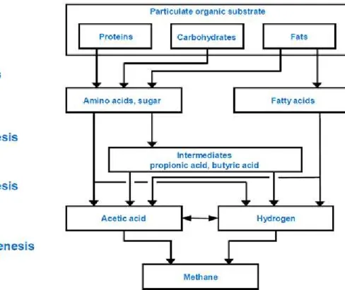 Figure 2.1.1.1. Scheme of the anaerobic digestion process 
