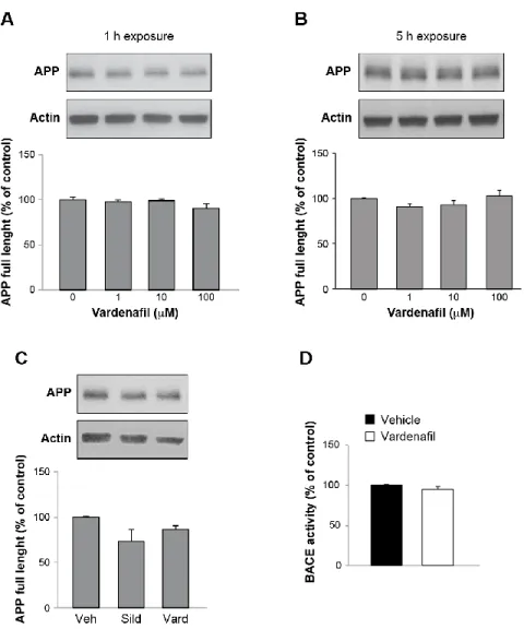Figure  2.  cGMP  increase  does  not  modify  APP  expression.  A,  B,  A  treatment  with  vardenafil  at  different concentrations ranging from 1 to 100 μm does not modify APP full-length expression in N2a  cells neither after 1 h (A) nor after 5 h (B) 