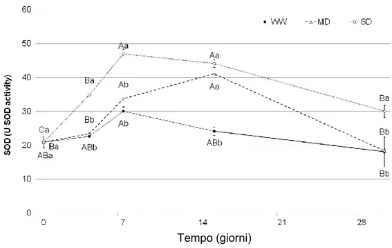 Fig. 5.2.21 - Photinia: effetto dei differenti trattamenti idrici sull’attività di SOD