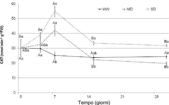 Fig. 5.2.23 - Photinia: effetto dei differenti trattamenti idrici sull’attività di CAT