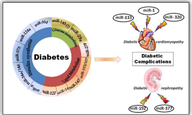 FIGURE 21: MOLTI MIRNA SONO STATI IDENTIFICATI ESSERE CRITICI IN DIVERSI PROCESSI METABOLICI, DIS- DIS-REGOLAZIONI CHE PORTANO AL DIABETE E LE SUE COMPLICAZIONI