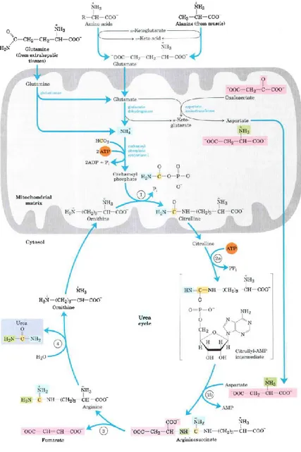Figure 1. Urea cycle and reactions that feed amino groups into  the cycle. The enzymes catalyzing  these reactions  (named in the  text)  are  distributed  between  the  mitochondrial  matrix  and  the  cytosol