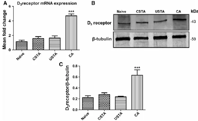 Figure 2. D 3 R mRNA and protein expression in the hippocampus of WT mice after 