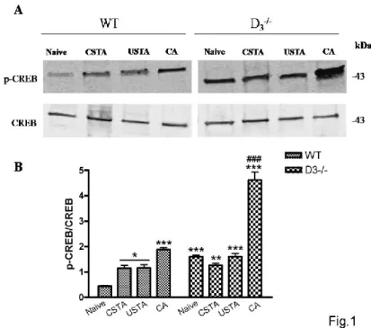 Figure 1. CREB phosphorylation in the hippocampus of  WT and  D 3 -/-  mice subjected to 