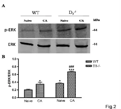 Figure 2. Hippocampal MAPK activaty is specific for ERK in  WT and  D 3 -/-  mice after PA 