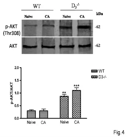 Figure  4.  AKT  phosphorylation  at  the  Thr308  residue  in  the  hippocampus  of    WT  and     D 3 -/-  mice after PA training