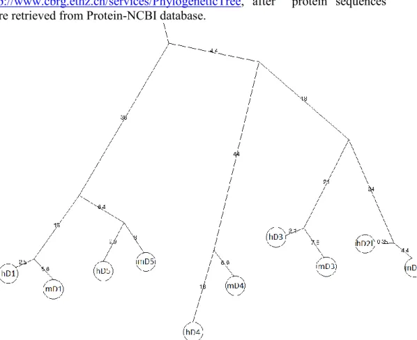 Figure S1. Phylogenetic distance of human (h) and murine (m) DA receptors. 