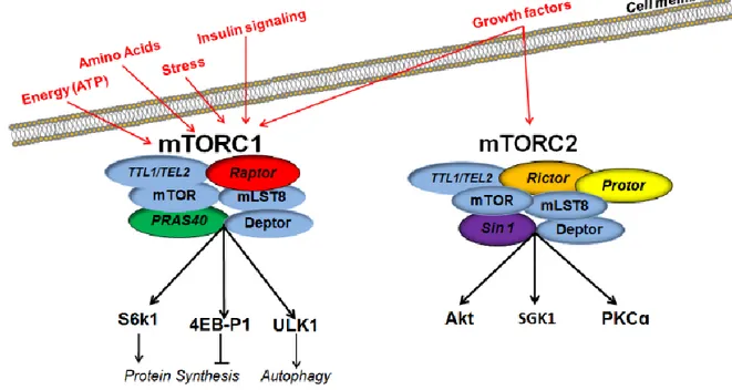 Figure  3.  The  mTORC1  vs.  mTORC2  have  distinct  constituent  proteins  and  regulate  different  downstream targets
