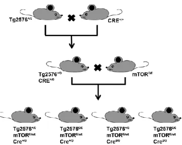 Figure  4.  Schematic  representation  of  the  breeding  strategy  used to remove one copy of the mTOR gene from the forebrain  of the Tg2576 mice