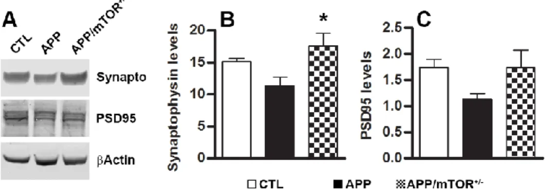 Figure  9.  Increased  synaptophysin  levels  in  APP/mTOR +/-   mice.  (A)  Representative Western blots of protein extracted from 12-month-old CTL, APP  and APP/mTOR +/-  mice