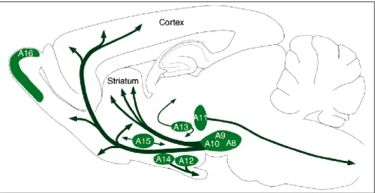 Figure  1:  Distribution  of  DA  neuron  cell  groups  in  the  adult  rodent  brain
