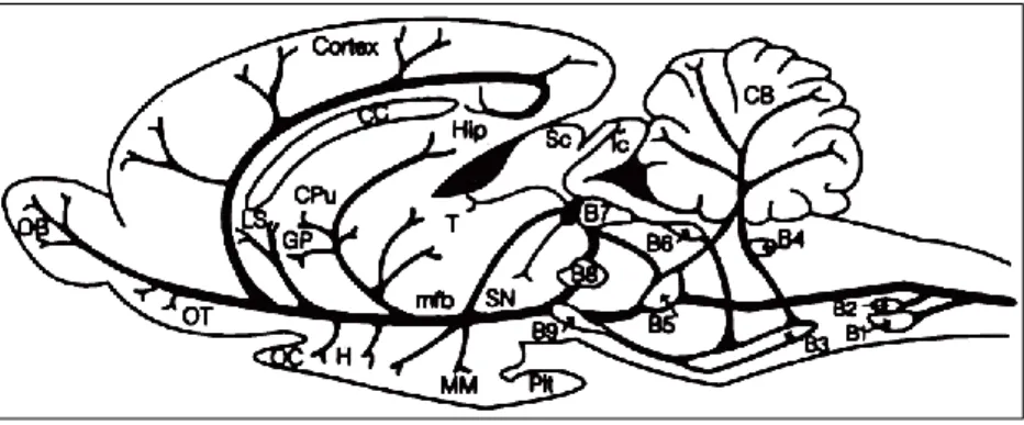 Figure 3: Distribution of 5-HT neuron cell groups in the adult rat brain. A longitudinal 