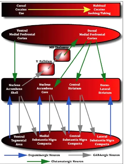 Figure  4:    Anatomical  circuits  proposed  by  Pierce  and  Vanderschuren  (2010)  to 