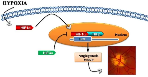 Figure 2. Schematic representation of hypoxia-signaling cascade involved in DR progression