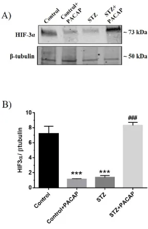 Fig. 3 Effect of PACAP38 intravitreal  injection on HIF-3α expression in the  retina  of STZ-injected  rats