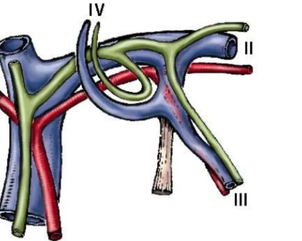 Figura  3:  Le  corna  di  Rex  per  i  rami  del  III  e  IV segmento.  