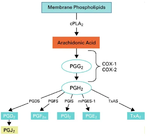 Fig. 4 Ruolo della cPLA 2  nell’attivazione dell’infiammazione. 