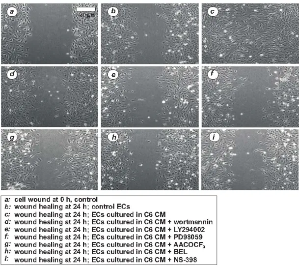 Fig.  13  Effetto  del  medium  condizionato  dal  glioma  sulla  capacità  delle  GP8.3  di 